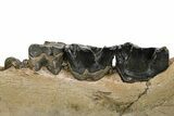 Fossil Rhino (Coelodonta) Right Mandible - Poland #295863-5